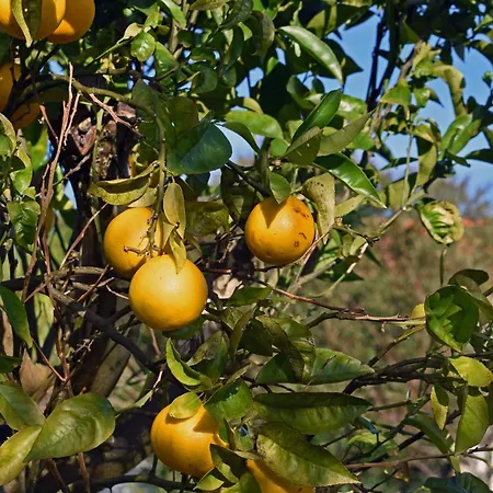 Casal Laranjeiras Casa de Férias Óbidos