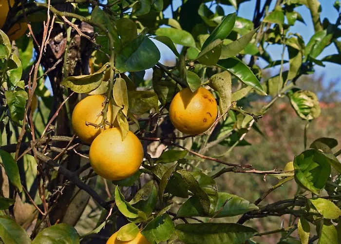 Casal Laranjeiras בית נופש אובידוס